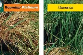 ROUNDUP PLATINUM | FUTURE | DISERBANTE TOTALE GLIFOSATE 5 L