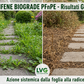 LVG Diserbante- GLIFENE BIOGRADE® PFnPE